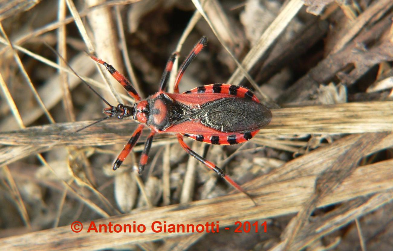 Rhinocoris iracundus